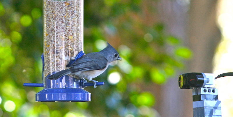 A tufted titmouse checks out the sensor.